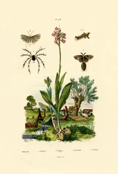 Orchidee